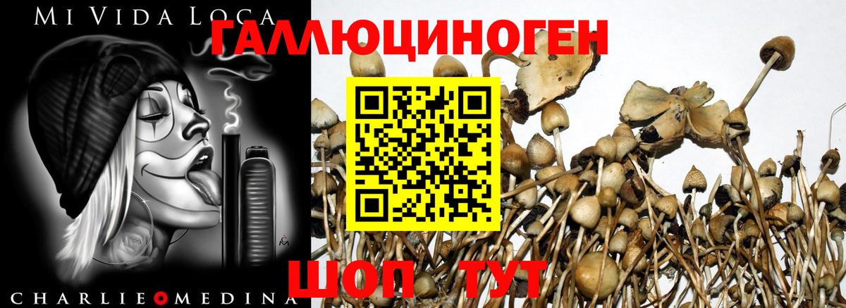Галлюциногенные грибы Psilocybe  купить наркотик  Алушта  Вход с VPN 